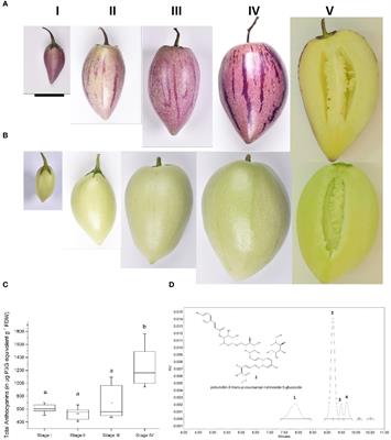 SmuMYB113 is the determinant of fruit color in pepino (Solanum muricatum)
